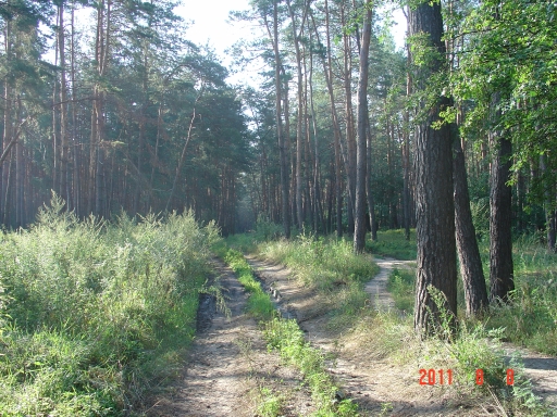 Одна из лесных дорог от станции Мохнач к Введенке